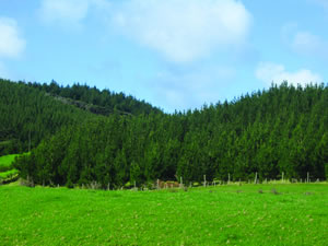 forestry-new-zealand